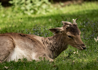 Animal resting in a grassy field with blue flowers in the backdrop