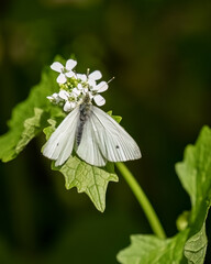 White butterfly perched on a flower surrounded by leaves and blossoms