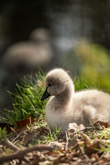 Small duck resting outdoors near grass