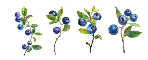 vintage botanical illustration of blueberry, with leaves on the branch, isolated background