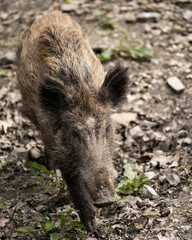 Pig foraging for food in the dirt