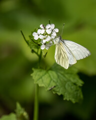 Butterfly perched on vibrant flowers in a garden
