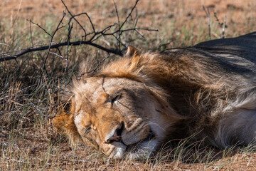 Sleeping male lion, Okavango Delta, Botswana