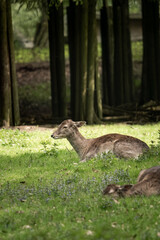 Deer resting in the shade under trees on the grass at park