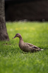 Duck strolling in grass near tree and yellow dandelion