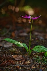 Solitary purple flower blooming in garden soil