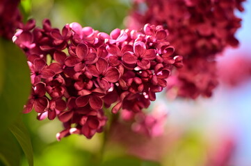Red flowers blooming near lush tree branch