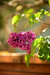 Blooming purple flower in planter on wooden shelf