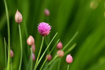 Variety of green, purple, and pink flowers grouped together