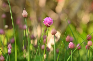 Pink flowers and green leaves in sunlight and shadow