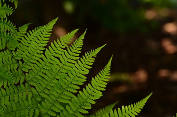 Insect crawling on a fern leaf in background