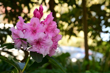 Pink flowers blooming in a garden next to a street