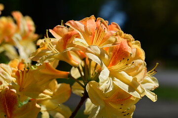 Isolated orange and yellow flower beside green grass