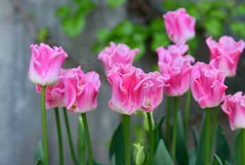 Flowers on the ground with a tree in the background