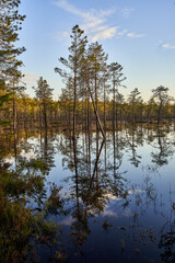 Small wetland surrounded by autumn trees with yellow foliage