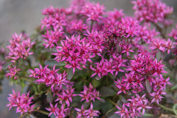 Fototapeta premium Sedum Telephium-Hybrid, a leaf succulent