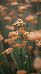 some brown flowers near a forest and bushes on a cloudy day