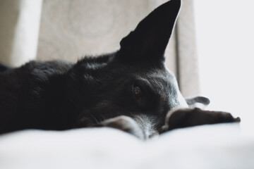 Black dog lounging on a sunny bed