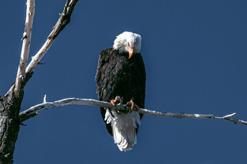 Bald eagle perched on tree branch in sunlight