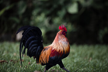 Rooster strolling by a bush on grassy ground