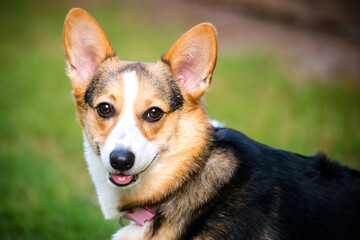 Cute and happy smiling Pembroke Welsh Corgi dog running and playing outdoors