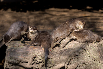 Obraz premium Asian small-clawed otters basking on rocks in sunlight