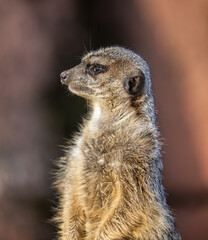 Fototapeta premium Close-up of an adorable Meerkat on a rock