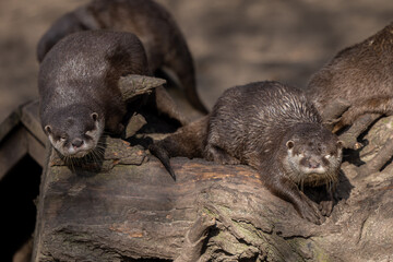 Asian small-clawed otters basking on rocks in sunlight