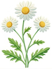 Fototapeta premium chamomile flowers
