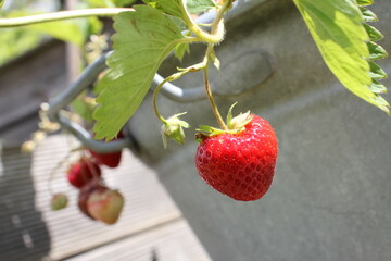 strawberry