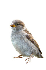 Spatz ausgeschnitten als .PNG
