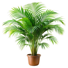 Green Areca Palm in Brown Pot Isolated on Transparent Background