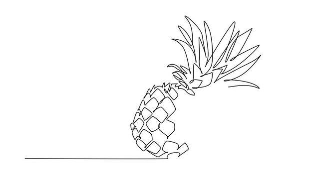 Animated self drawing of continuous line draw whole and half sliced healthy organic pineapple for orchard logo identity. Fresh summer fruitage for fruit garden icon. Full length single line animation