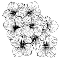 Hydrangea silhouette, Hydrangea svg, Hydrangea png, Hydrangea illustration, Hydrangea, silhouette flower, floral svg, herb svg, flower illustration, flower, floral, vector, nature, illustration, sprin