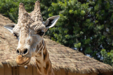 Giraffe in natural habitat peering over the edge. © Wirestock