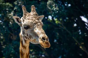 Giraffe standing in front of trees. © Wirestock