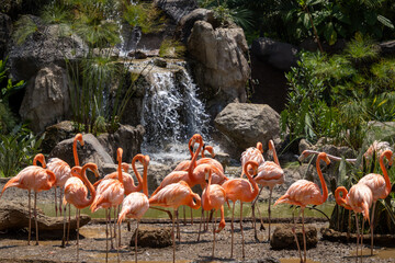 Numerous flamingos gather in a small tropical fountain.