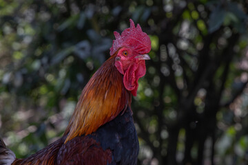 Rooster strolling by trees at the roadside.