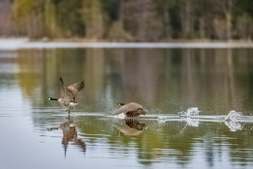 Canada Geese soaring above water