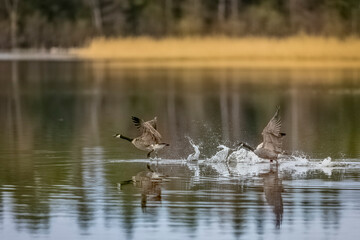 Canada Geese soaring above water