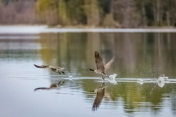 Canada Geese soaring above water