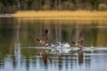 Canada Geese soaring above water