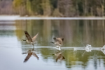 Canada Geese soaring above water