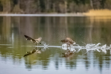 Canada Geese soaring above water