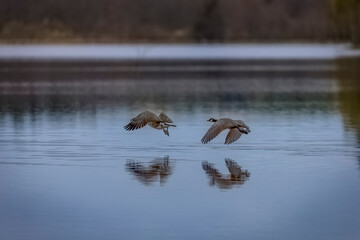 Canada Geese soaring above water