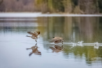 Canada Geese soaring above water