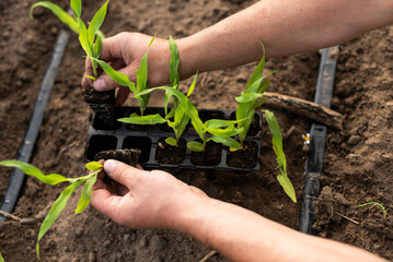 Planting corn seedlings. A male farmer shows the root system of a small corn seedling. Organic food production.....