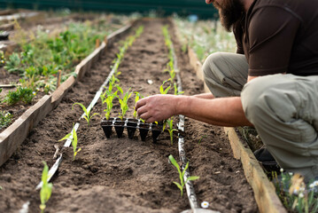 Planting corn seedlings. A male farmer plants small corn seedlings in a garden with drip irrigation. Organic food production.....