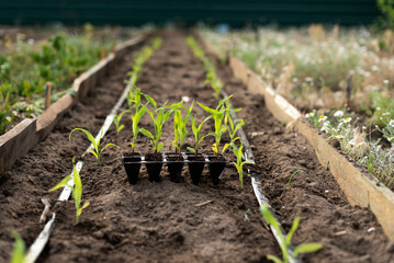 Planting corn seedlings. Organic food production.
