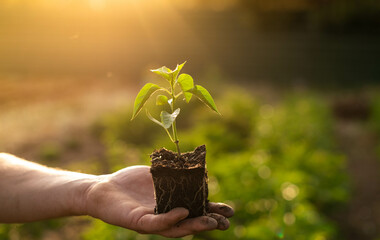A pepper seedling with a well-developed root system on a man's palm at sunset